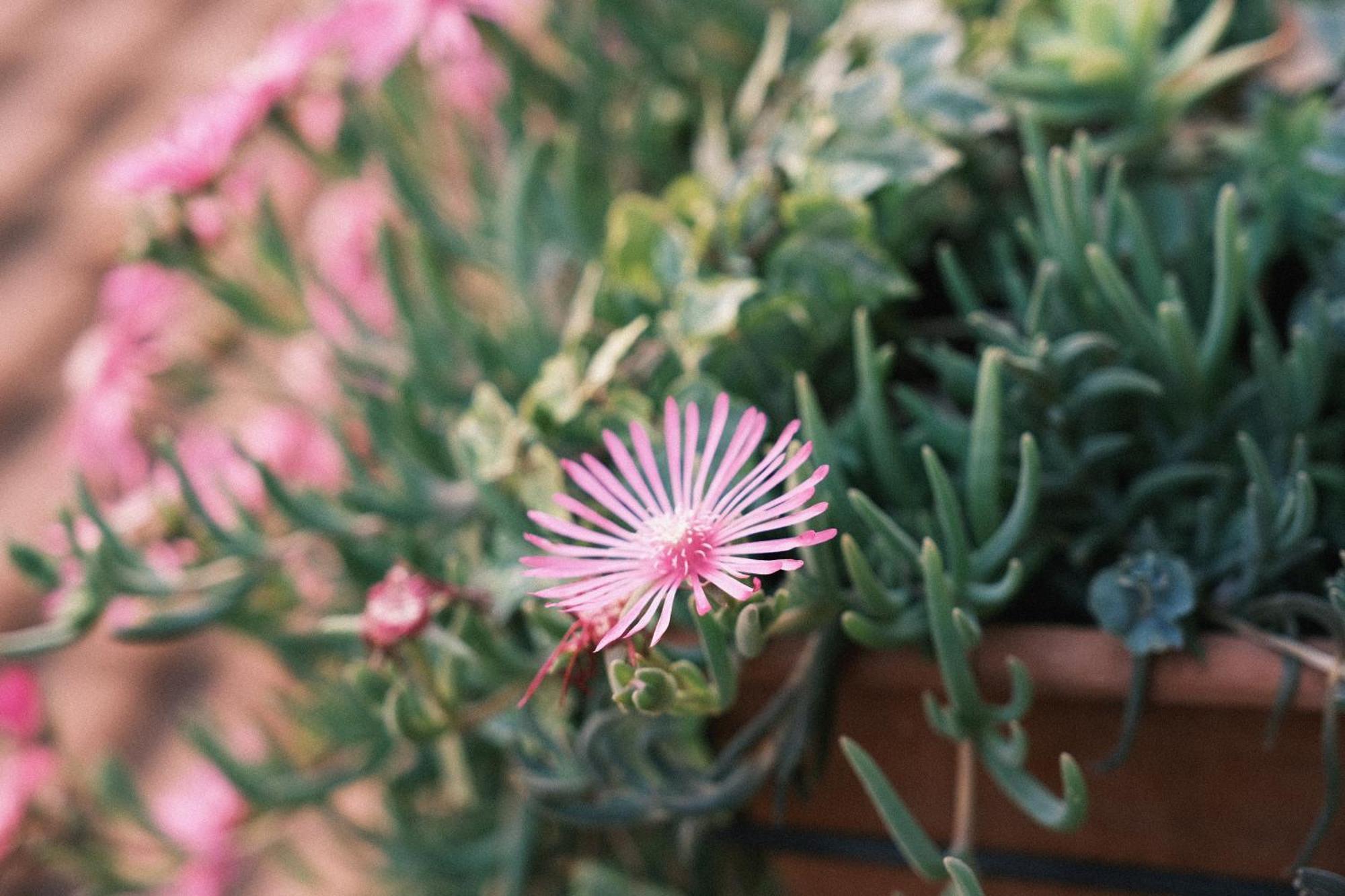 Comecasa Flowery Terraced Apartment Mailand Exterior foto