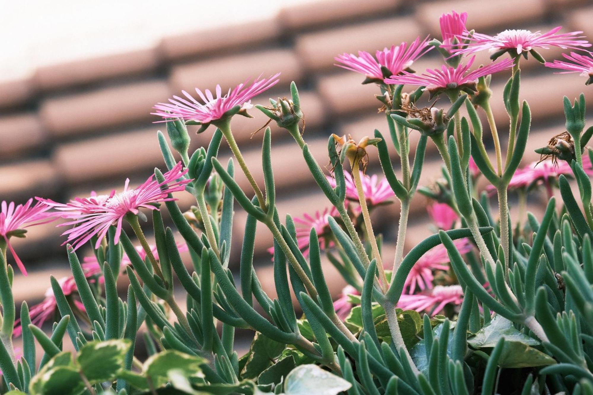 Comecasa Flowery Terraced Apartment Mailand Exterior foto